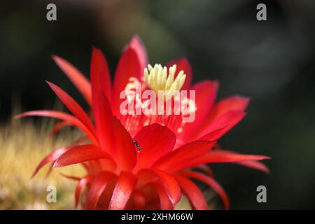 Red Torch Cactus oder Echinopsis huascha Pflanze in den Royal Botanic Gardens, Melbourne, Australien. Stockfoto