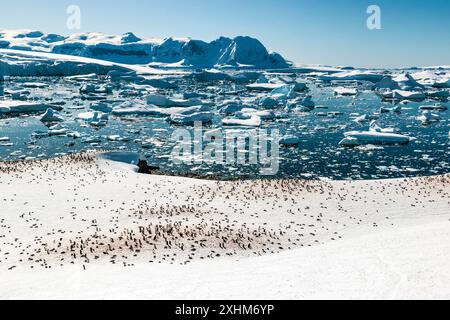 Gentoo Pinguin Colony, Cuverville Island, Antarktis, Sonntag, 19. November, 2023. Foto: David Rowland / One-Image.com Stockfoto