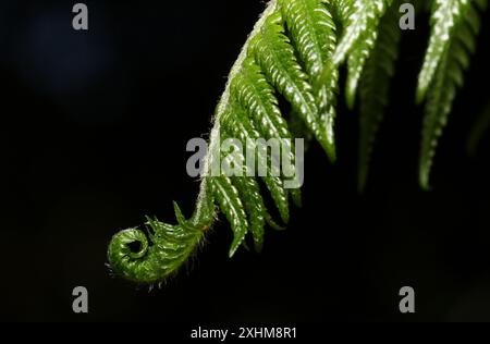 Baumfarnwedel in den Royal Botanic Gardens von Victoria, Melbourne, Australien. Stockfoto