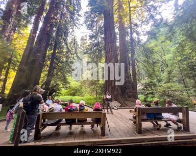 Das Muir Woods National Monument ist Teil der kalifornischen Golden Gate National Recreation Area nördlich von San Francisco. Es ist bekannt für seine hoch aufragenden Mammutbäume. Pfade schlängeln sich zwischen den Bäumen zum Cathedral Grove und Bohemian Grove und entlang des Redwood Creek. Die Ben Johnson und Dipsea Trails klettern an einem Hügel und bieten einen Blick auf die Baumkronen, den Pazifischen Ozean und den Mount Tamalpais im angrenzenden Mount Tamalpais State Park. Spazieren Sie zwischen alten, wachsenden Küstenmammutbäumen, kühlen Sie ihre Wurzeln im frischen Wasser des Redwood Creek ab und heben Sie ihre Kronen, um die Sonne und den Nebel zu erreichen. Bundesweit geschützt als National Mon Stockfoto