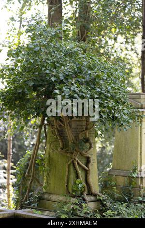 Die Natur übernimmt – Efeu wächst fruchtbar um ein altes Grab mit dicken Efeustämmen an der Basis. Highgate Cemetery, London, Großbritannien Stockfoto