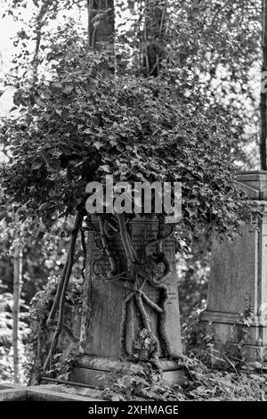 Die Natur übernimmt – Efeu wächst fruchtbar um ein altes Grab mit dicken Efeustämmen an der Basis. Highgate Cemetery, London, Großbritannien Stockfoto