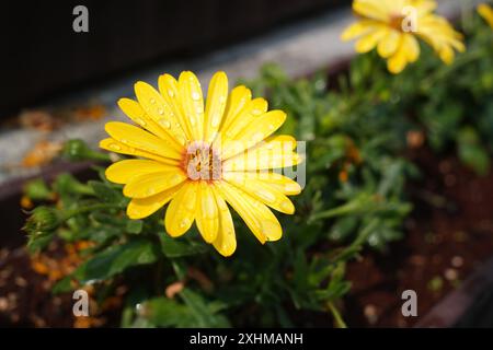 Schöne gelbe Gänseblümchenblume mit Regentropfen auf Blütenblättern Stockfoto