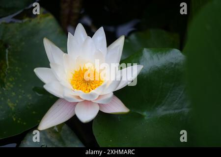 Weiße und reine Lotusblüte Stockfoto