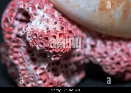 Ein detailliertes Makrofoto, das eine Conus-Spezies neben roten und weißen Korallenriffen vor schwarzem Hintergrund zeigt, was deren lebendige Atmosphäre unterstreicht Stockfoto