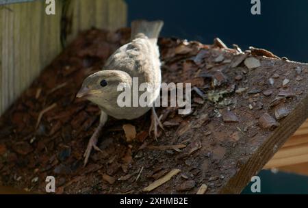 Junge Sperlinge, die auf einem Vogelfutter auf einem Balkon sitzen. Stockfoto