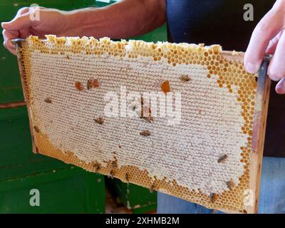 Der Imker hält fast vollständig bedeckte Wabenwaben bereit zur Extraktion in der Hand. Stockfoto