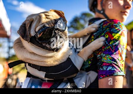 Ein Mops mit Sonnenbrille im Rucksack auf dem Rücken einer Person an einem sonnigen Tag im Freien Stockfoto