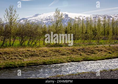 Eyjafjallajokull Eiskappe Vulkan und Gletscher Bergblick durch die grünen Bäume am Fluss Markarfljót im Thorsmork Tal, Island. Stockfoto