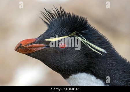 Rockhopper Penguin, West Point Island, Falklandinseln, Sonntag, 03. Dezember, 2023. Foto: David Rowland / One-Image.com Stockfoto