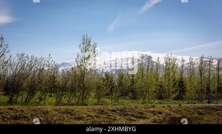 Eyjafjallajokull Eiskappe Vulkan und Gletscher Bergblick durch die grünen Bäume im Thorsmork Valley, Island. Stockfoto