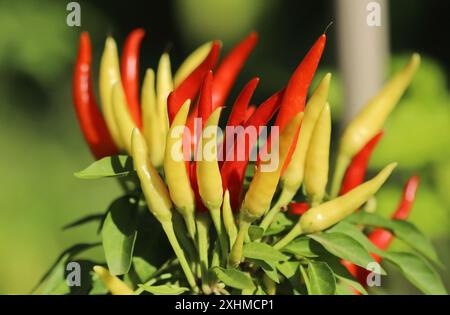 Rote und gelbe Chilischoten im Garten Stockfoto