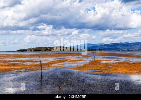 Wildnispanorama am Trasimeno-See mit wilder Fauna und stimmungsvollem Himmel mit Lichtreflexen auf dem Wasser mit vielen Wasserpflanzen über der Wasseroberfläche, Stockfoto