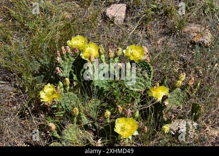 Einige gelbe Blüten blühen auf einem Kaktuskaktus in einer trockenen, grasbewachsenen Landschaft im Betasso Preserve Stockfoto