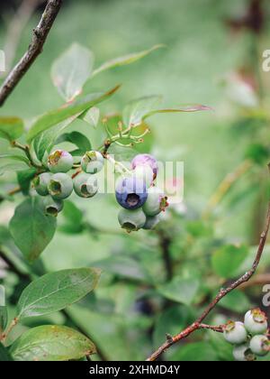 Anbau gesunder Sommerbeeren Stockfoto