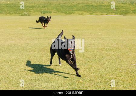 Zwei Hunde, die im Graspark spielen, labrador mit Ball im Mund Stockfoto