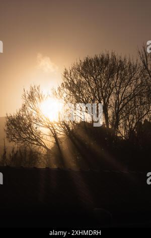 Silhouettenbäume mit goldenem Sonnenaufgang und Sonnenstrahlen, die durchdringen Stockfoto