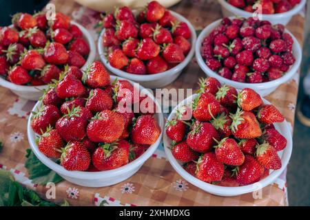 Ein Tisch mit vier weißen Schüsseln voller Erdbeeren Stockfoto