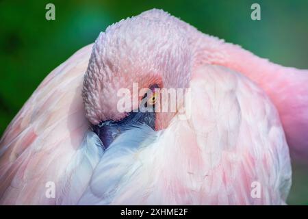 Nahaufnahme von Greater Flamingo. Rosafarbener Flamingovogel, der seinen Kopf ruht. Stockfoto