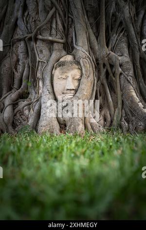 Buddha in einem Banyan-Baum, Wat Phra Mahathat Tempel, Thailand Stockfoto