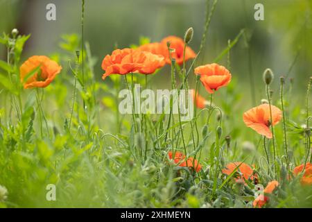 Nahaufnahme blühender roter Mohnblumen Stockfoto