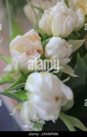 Nahaufnahme Doppelpfingstrosen-Tulpen in cremigem weiß Stockfoto