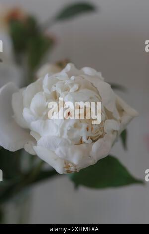Upclose Cream Pfingstrose öffnet sich Stockfoto