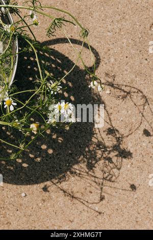 Frisch gepflückte Kamille sitzt im blauen Sieb neben dem Garten im Garten Stockfoto