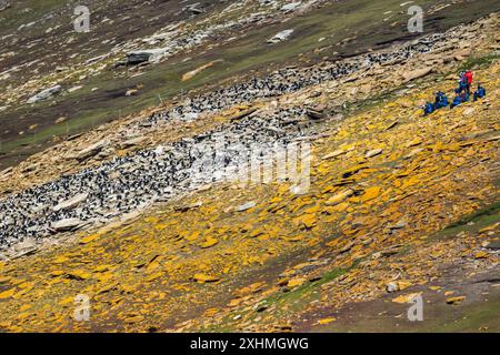 Pinguinkolonie und Fotografen, Saunders Island, Falklandinseln, Sonntag, 03. Dezember, 2023. Foto: David Rowland / One-Image.com Stockfoto