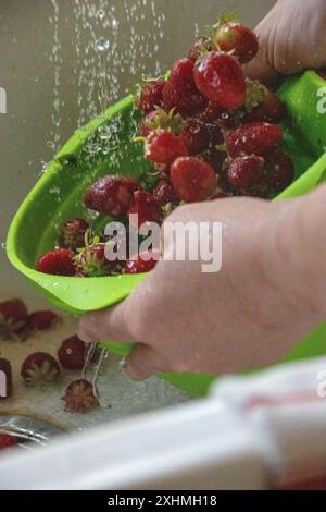 Die Hände spülen Erdbeeren in einem grünen Sieb unter fließendem Wasser ab Stockfoto