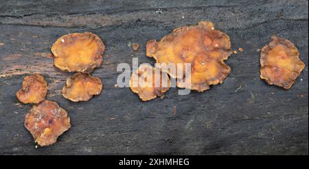 Haarige Gardinenkruste - (False Turkey Tail) - Stereum hirsutum Stockfoto