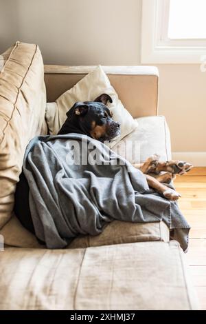 Hund, der auf der Couch mit Kissen und Decke schläft Stockfoto