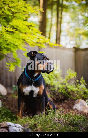 Boxermischhund sitzt in eingezäuntem Garten Stockfoto