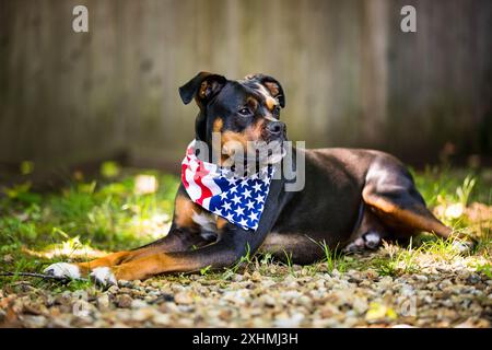 Gemischter Rettungshund mit einem patriotischen Bandana Stockfoto