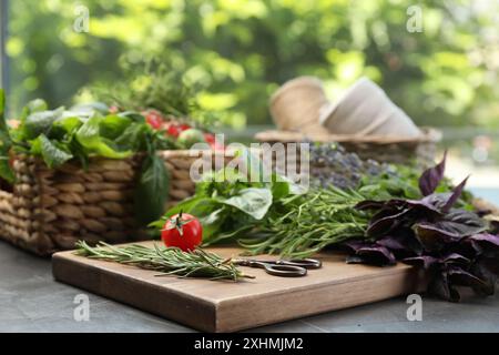 Verschiedene aromatische Kräuter, Gemüse und Scheren auf grauem Tisch, Nahaufnahme Stockfoto