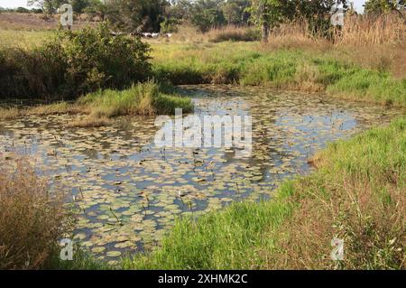 Fish Farm Pond, Bundesstaat Kaduna, Nigeria - Teich, in dem Welse auf einer Fischfarm gezüchtet werden. Seerosen auf dem Teich (in Knospen). Stockfoto