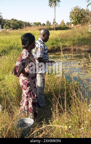 Fischfarmer und Teich, Bundesstaat Kaduna, Nigeria - Teich, in dem Welse auf einer Fischzucht gezüchtet werden. Seerosen auf dem Teich (in Knospen). Rinder in der Region Stockfoto