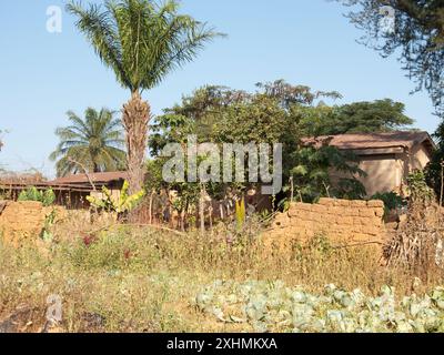 Farm, Bundesstaat Kaduna, Nigeria. Bäume, Häuser, Felder mit etwas Anbau. Kohl im nahen Feld. Stockfoto