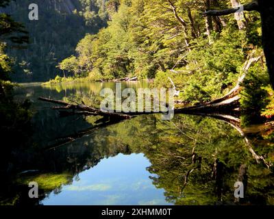 Wunderschöner See mit der Reflexion eines Baumes im Nationalpark Huerquehue, südlich von Chile Stockfoto