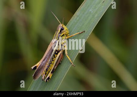 Veröffentlichung von Large Marsh Grasshopper (Stethophyma grossum) bei Wheatfen NR Norfolk im Juli 2024 Stockfoto