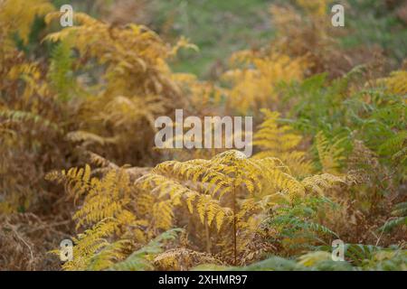 Nahaufnahme von gelben und grünen Farnen in einer natürlichen Waldlandschaft im Herbst Stockfoto