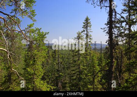 Üppiger Wald mit dichtem Baumdach im Bjornlandets-Nationalpark, Schweden. Stockfoto