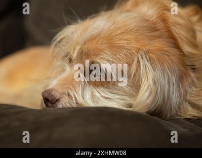 Süßer Pekingese, pommerscher Mischhund mit braunen Augen Stockfoto