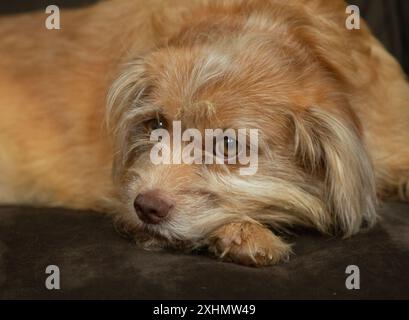 Süßer Pekingese, pommerscher Mischhund mit braunen Augen Stockfoto