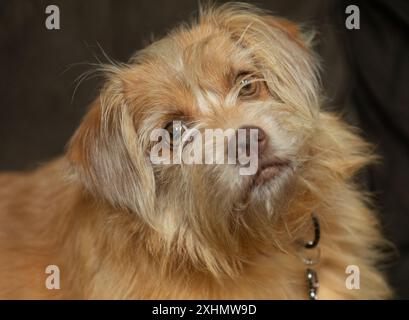 Süßer Pekingese, pommerscher Mischhund mit braunen Augen Stockfoto