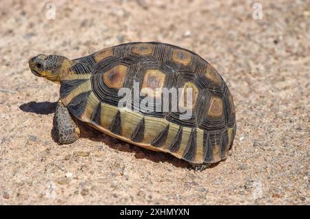 Angullieren Sie Schildkröten im Namaqualand Nationalpark in der Nähe von Hondeklipbaai Stockfoto