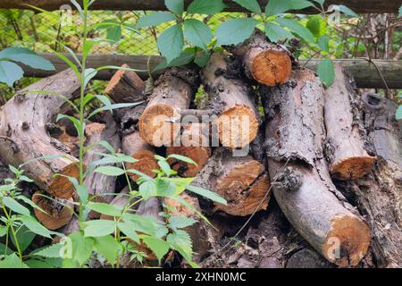 Lagerung von Brennholz. Brennholzlager auf dem Land. Holzpflaster frisch geschnittene Kiefernstämme. Country-STYLE. Natürlicher Holzhintergrund. Stockfoto