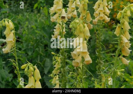 Digitalis purpurea wächst auf der Wiese. Blumengarten am Sommermorgen. Romantische Blumen. Gartenarbeit. Stockfoto