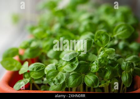 Frische Basilikumpflanzen, die in einem orangen Topf wachsen und ihre üppig grünen Blätter in einem gut beleuchteten Innenbereich präsentieren. Stockfoto
