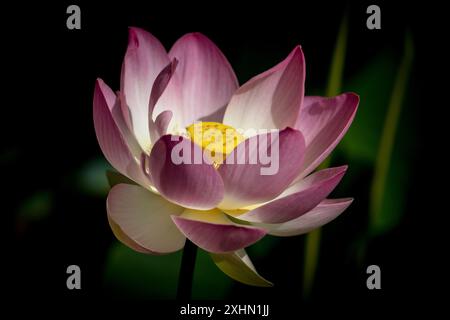 Royal Botanic Gardens of Victoria in Melbourne, Australien. Eine wunderschöne rosa, weiße und gelbe Lotusblume in den Gärten. Stockfoto